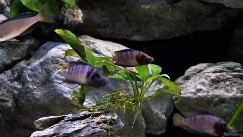 Sumbus von Martina (51)