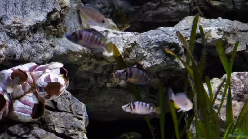 Sumbus von Martina (52)