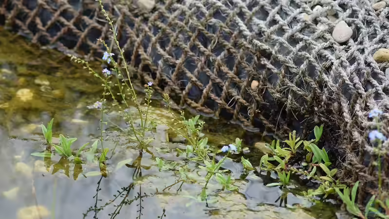 Sumpf-Vergissmeinnicht (Myosotis scorpioides) von Acki50 (32)