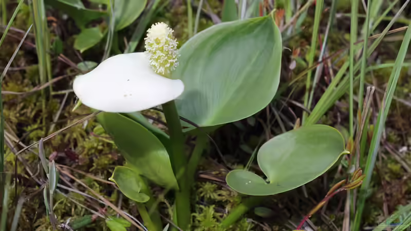 Sumpfcalla im Herbst - Pflege und Vorbereitung auf den Winter