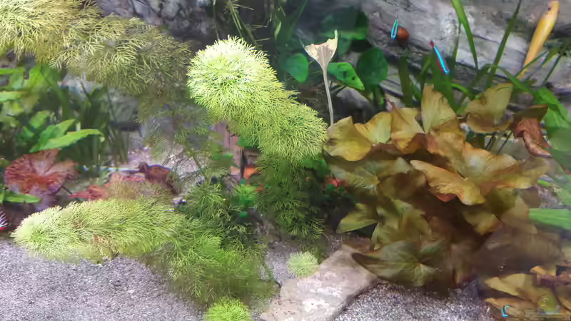 Sumpffreund und Lotus von Günter+Karin (20)