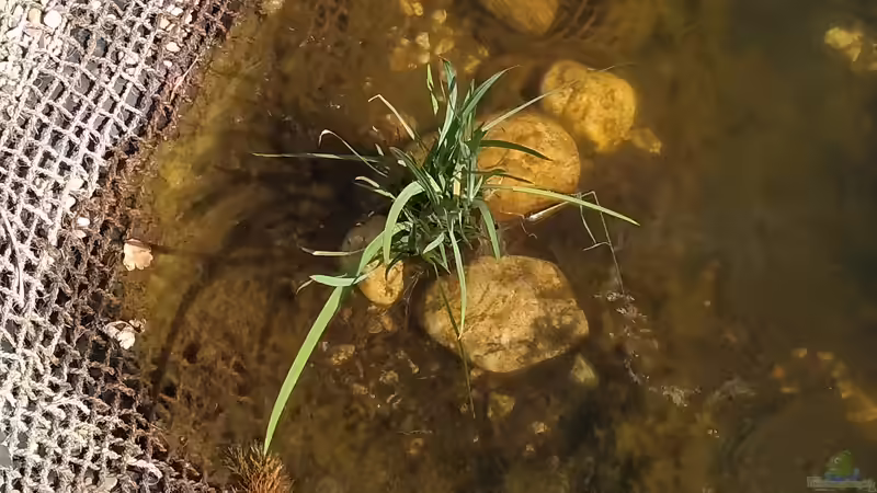 Sumpfgladiole (Schizostylus coccinea ´Mrs. Hegarty´) von Acki50 (31)