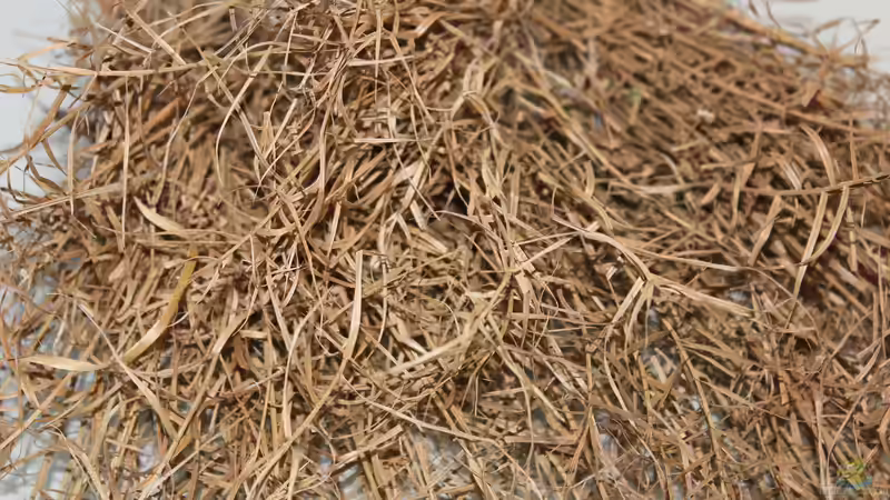 Sumpfgras getrocknet von Falk (14)