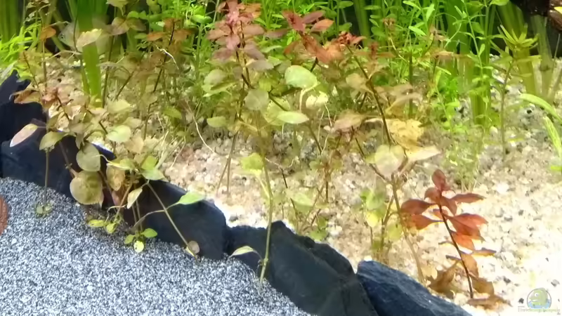 Sumpfheusenkraut, Ludwigia palustris (leider nichts geworden) von Stephy (16)