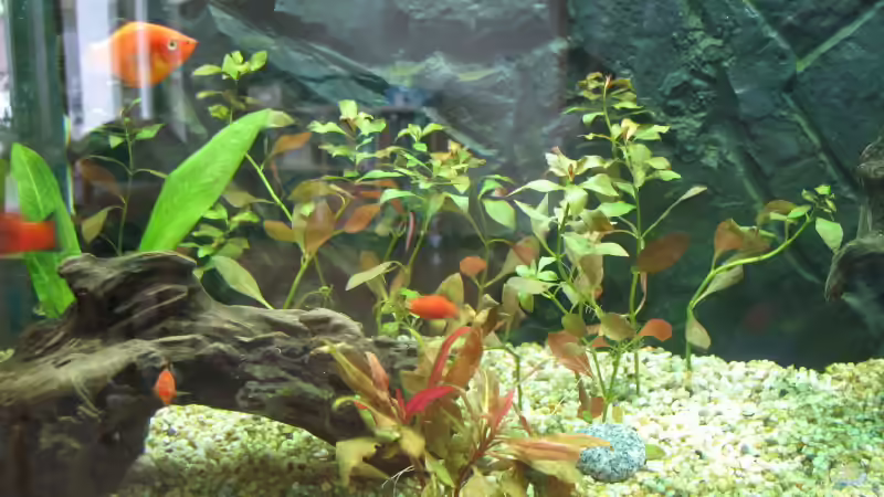 Sumpfheusenkraut 28.03.08 von Frank (6)