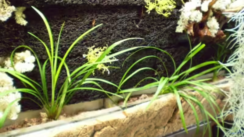 Sumpfpflanzen von Kulleraugen-Fan (6)