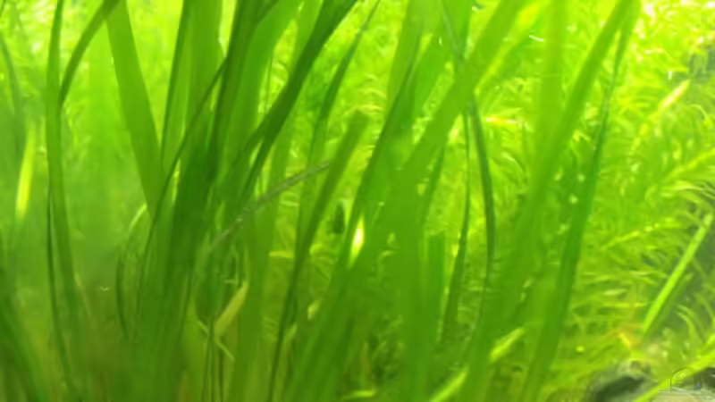 Sumpfschraube von Maggie Blue (14)