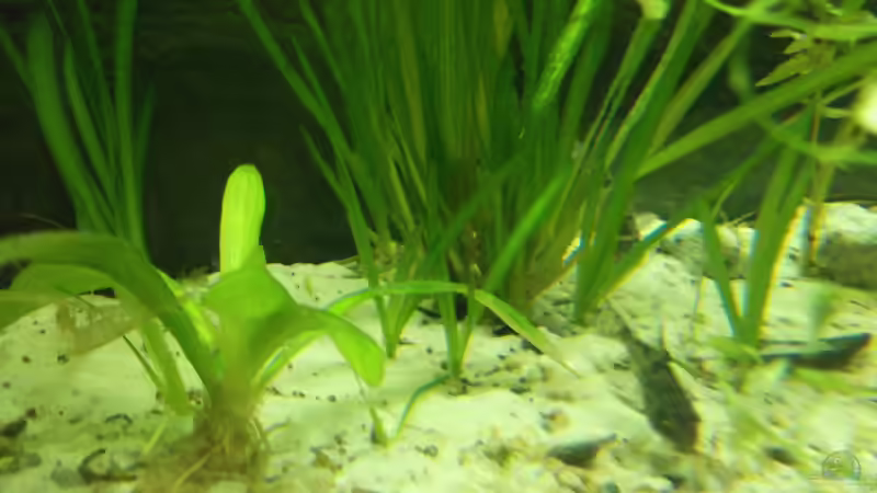 Sumpfschraubenausläufer links von Maggie Blue (18)