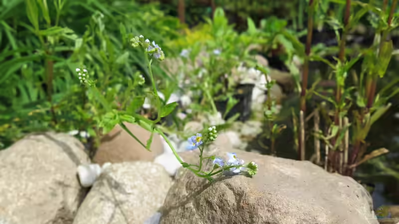 Myosotis palustris im Gartenteich (Einrichtungsbeispiele mit Sumpf-Vergissmeinnicht)