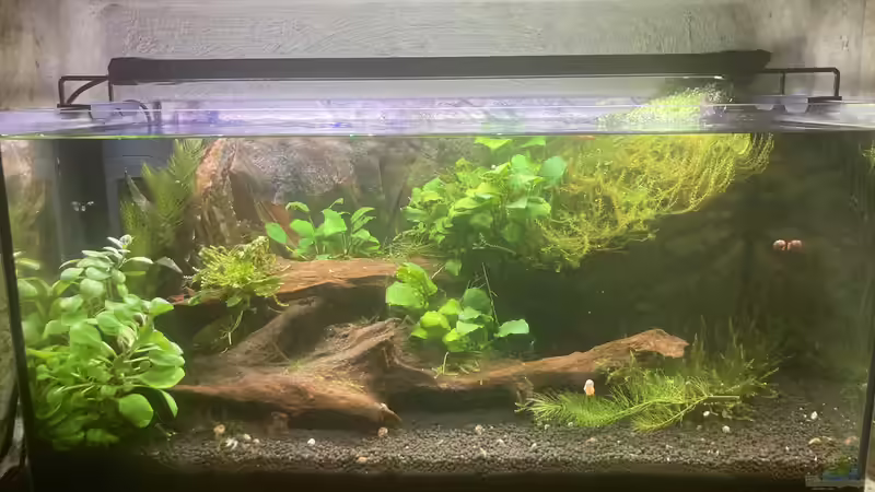 Sunken Tree von Fischfan11 (1)