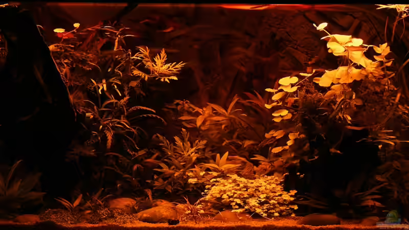 Sunrise-Anlage - Phase 1 Sonnenuntergang - Gelbphase (hab versucht die Farbwiedergabe von Dirk F. (5)