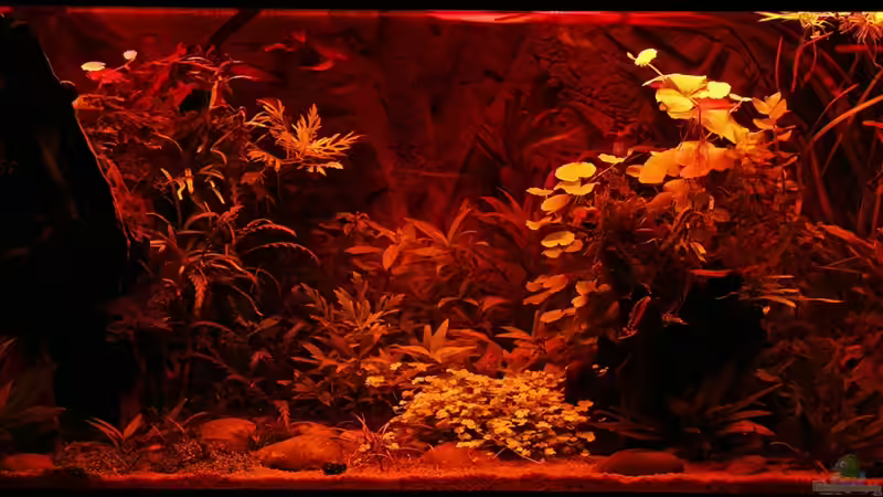 Sunrise-Anlage - Phase 2 Sonnenuntergang - ??bergang von Gelb in Rotphase  (hab versucht von Dirk F. (6)