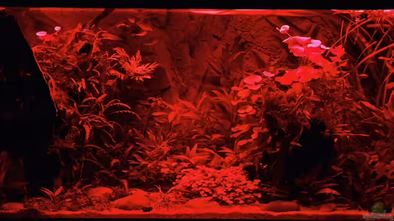 Sunrise-Anlage - Phase 3 Sonnenuntergang - Rotphase (ist in Wriklichkeit einen Tick von Dirk F. (7)