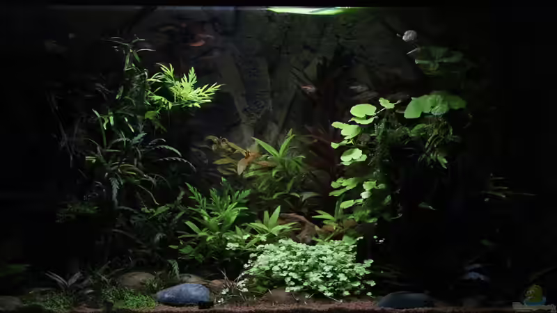 Sunrise-Anlage - Phase 5 Sonnenuntergang - Mondlicht (Dauer ca. 1 Stunde). Der Sonnenaufgang von Dirk F. (9)