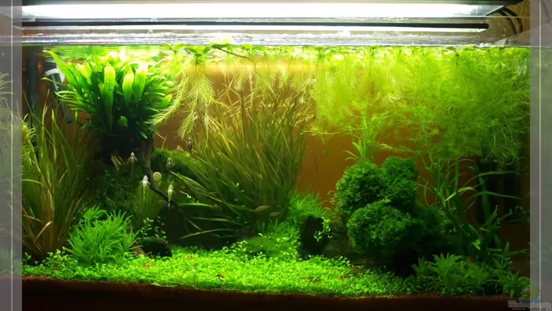 sunset Hagen von Pseudomugil (1)