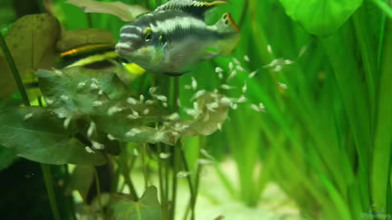 Super Beschützer mit Kindergarten :)   (13.03.11) von Pasch (4)