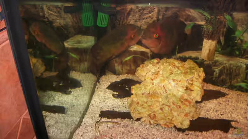 super fotos vom balztanz der smaragdbuntbarsche (Günter und Gabi) von fischmutti (25)