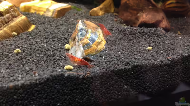 Super Red Fire Garnelen von cybershark (4)