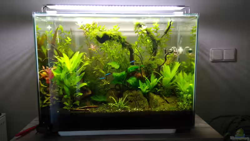 Superfish Home 80 Becken , Seitenhalter und LED entfernt  von Shiro13 (1)