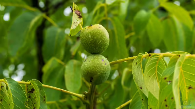 Superfood aus dem eigenen Garten