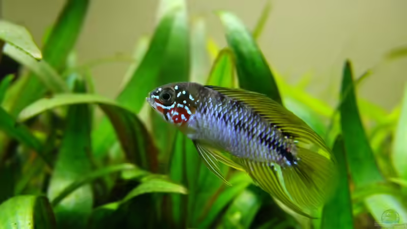 Supermodel :) von ManiacXL (42)