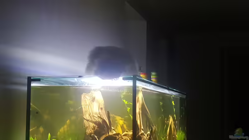 Sushi Bar von Bawitdaba (18)