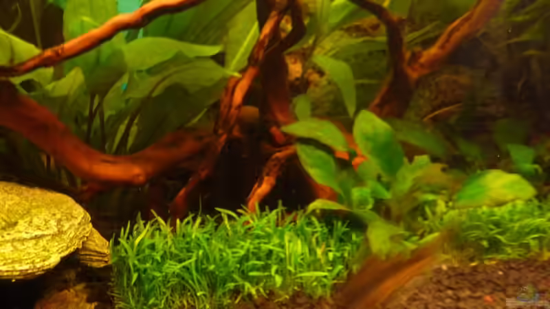 Svannenwurzel mit Gras auf Pad von Noreia (18)