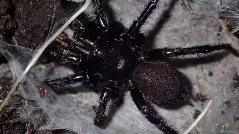 Sydney-Trichternetzspinne: Die giftigste Spinne der Welt