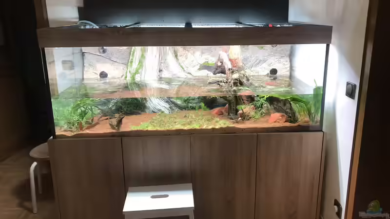 Sylvester 2020 (Corona macht???s möglich) von Acero (4)