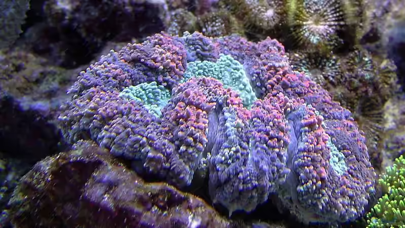 Symphylia valenciennesii  von Petra Kallmeyer (10)