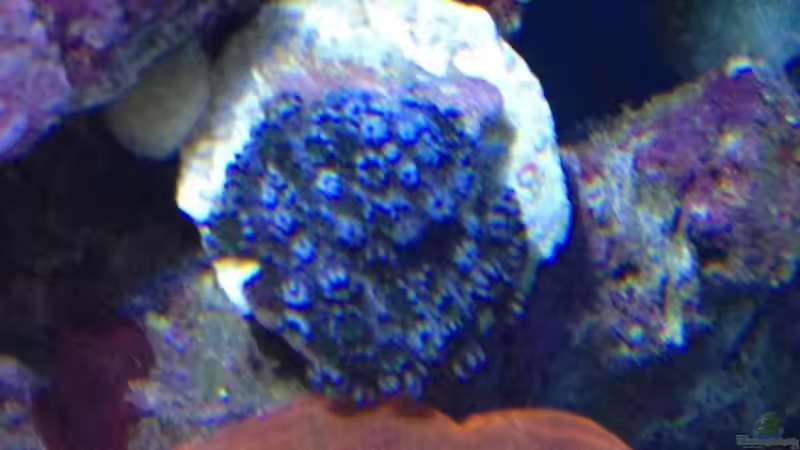 Sympodium bluegreen von Andreas Stiller (76)