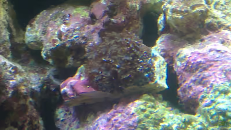 Sympodium sp. von Gernold (24)