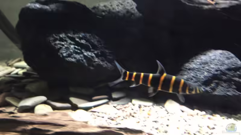 Synaptolaemus latofasciatus von Macbjoern (2)