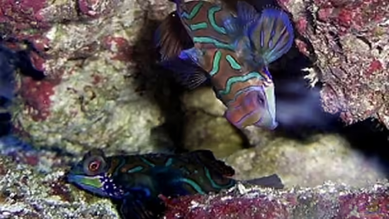 Synchiropus splendidus von Petra Kallmeyer (21)