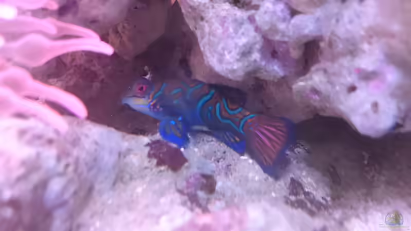 Synchiropus splendidus von WittaMine (56)