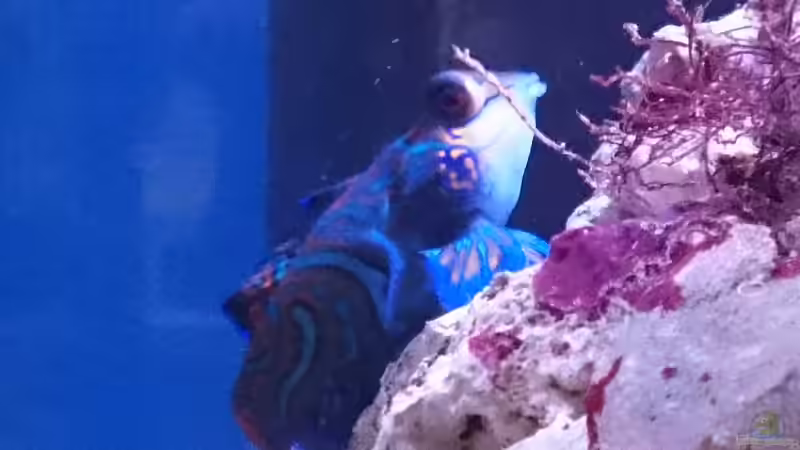 Synchiropus splendidus von WittaMine (58)