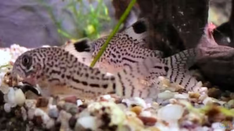 Synchronliegen von Claas Harmsen (14)