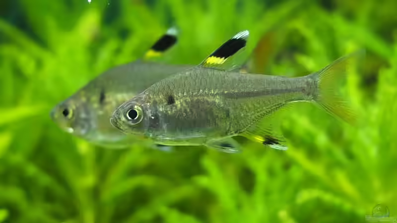 Synchronschwimmen von axolotl (51)