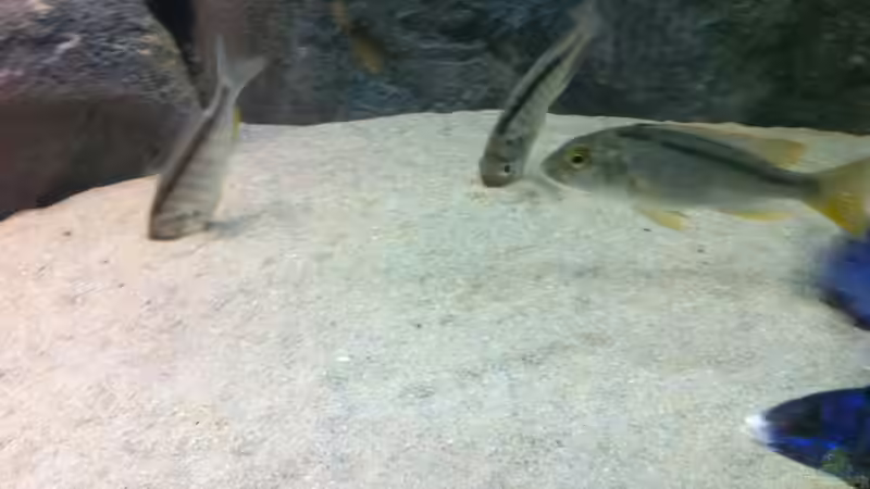 Synchronstechen von Dynnarts (41)