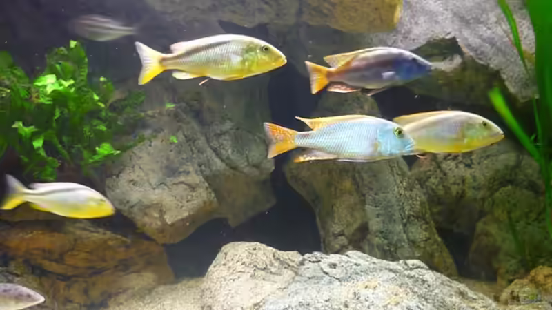 Syncronschwimmen alter Bestand von Crenii (35)