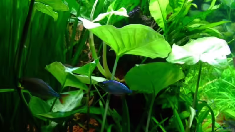 Syngonium spec. von Wels-fan (29)