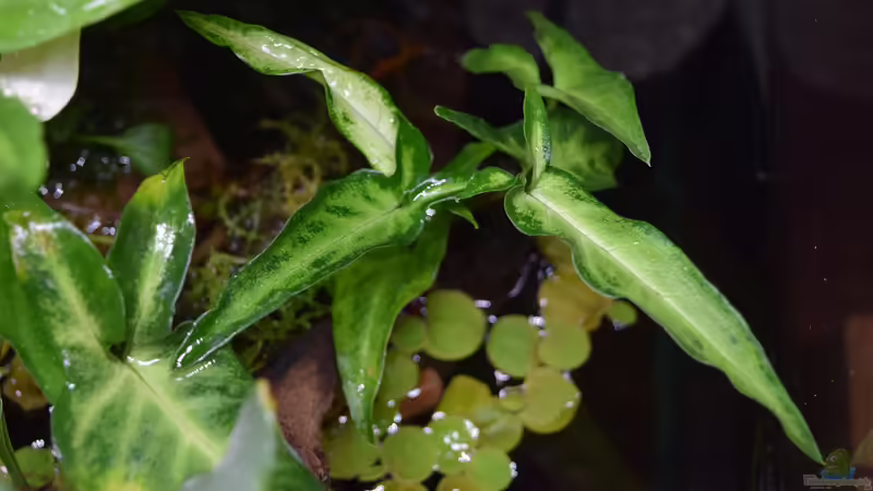 Syngonium von Junglist (7)