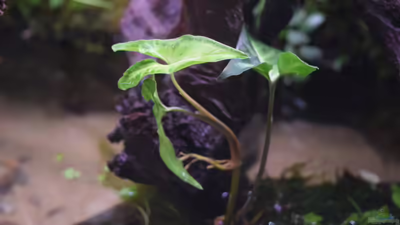 Syngonium wendlandii von Junglist (11)