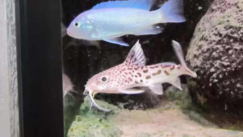 Syno. multipunctatus und M.callainos von Dicker1904 (11)