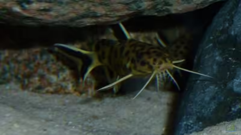 Synodonits lucipinnis von Antje 78 (9)
