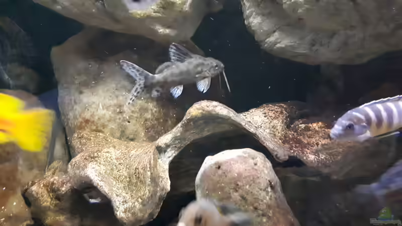 Synodontis ...?... von Miketsch (6)