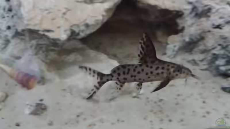 Synodontis  von Charmin (33)