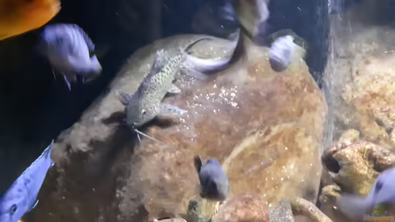 Synodontis  von Miketsch (30)