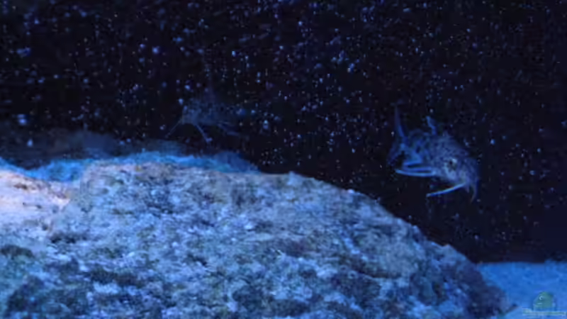 Synodontis  von Simmal (31)