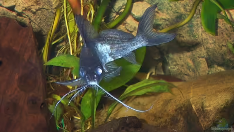 Synodontis alberti im Aquarium halten (Einrichtungsbeispiele für Engel-Fiederbartwels)